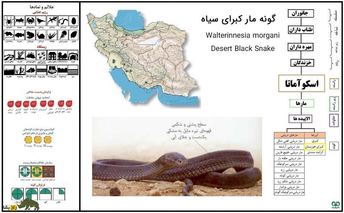 کبرای سیاه خوزستان؛ تنها مار سمی سیاه خاورمیانه که با هر نیش میتواند ۱۶۰ نفر را بکشد کبرای سیاه خوزستان