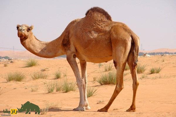 شتر مهابادی؛ شتر معروف ایرانی که بدنی کشیده و عضلانی دارد و به «شتر سرخ» معروف است شتر مهابادی؛ شتر معروف ایرانی که بدنی کشیده و عضلانی دارد و به «شتر سرخ» معروف است