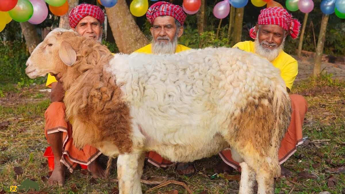 گوسفند گارول