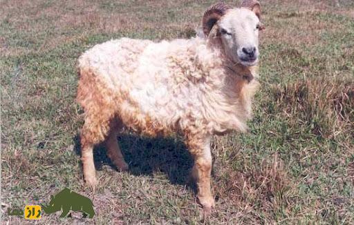 گوسفند گارول