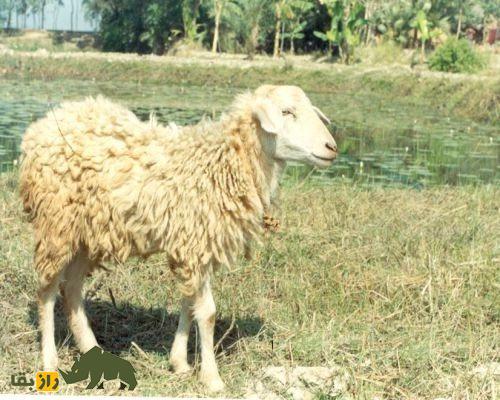 گوسفند گارول