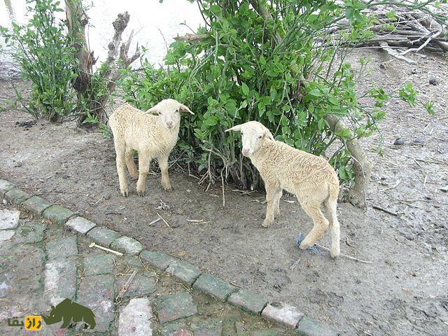 گوسفند گارول