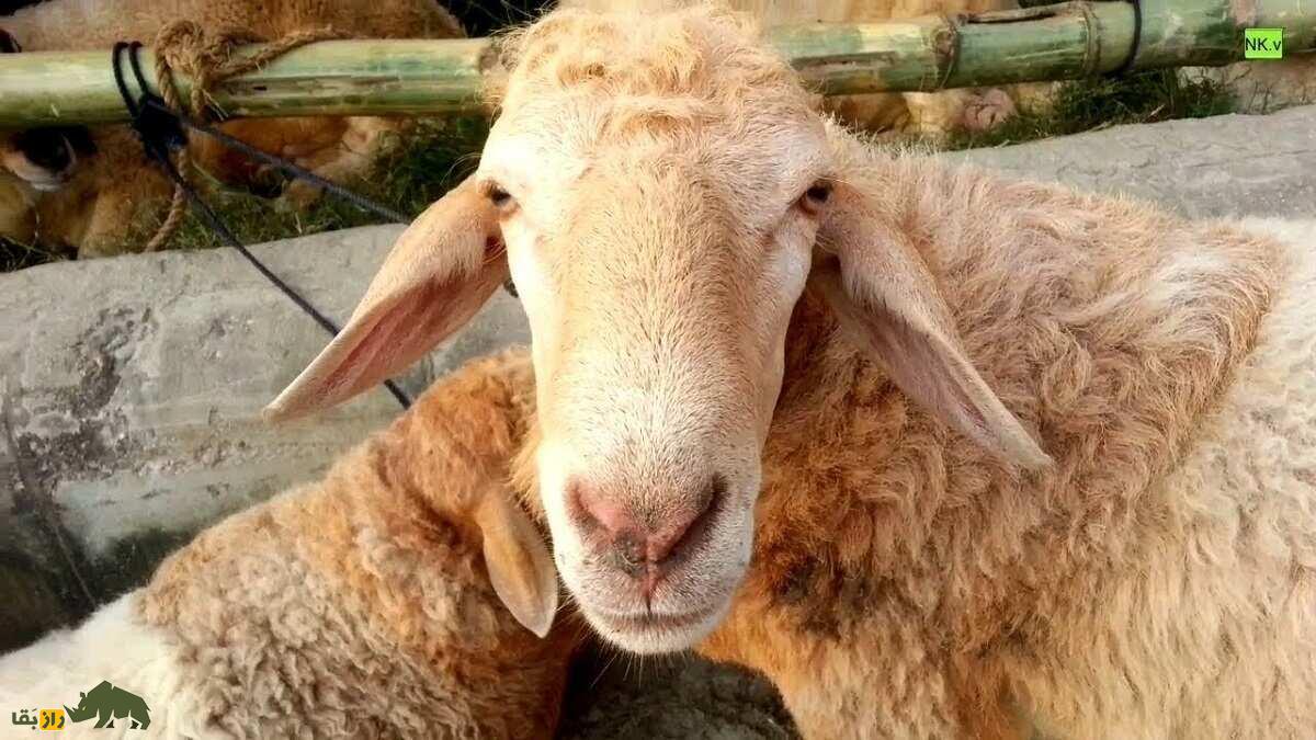 گوسفند گارول