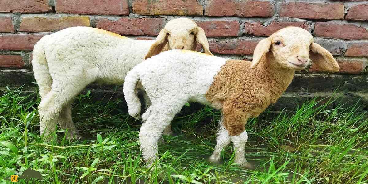 گوسفند گارول