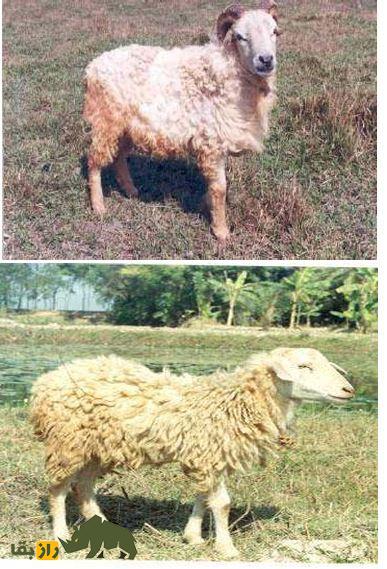 گوسفند گارول