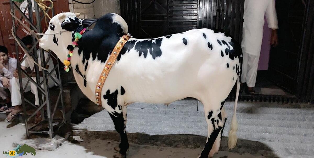 گاو دجال؛ گاو پاکستان معروف به «باربر سفید پنجاب» که توان حمل بار فوقالعادهای دارد گاو دجال