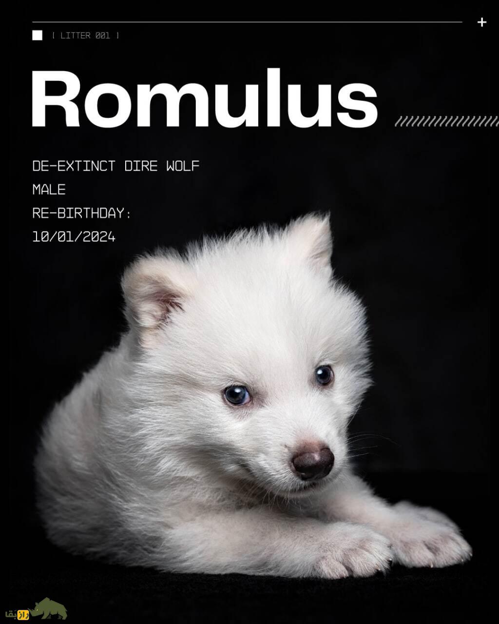 فیلمی باورنکردنی از گرگ مخوف «سریال بازی تاج و تخت» که بعد از ۱۰ هزار سال دوباره زنده شد! فیلمی باورنکردنی از گرگ مخوف «سریال بازی تاج و تخت» که بعد از ۱۰ هزار سال دوباره زنده شد!