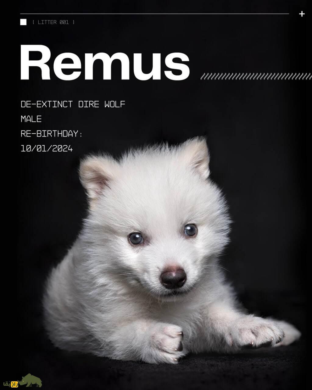 فیلمی باورنکردنی از گرگ مخوف «سریال بازی تاج و تخت» که بعد از ۱۰ هزار سال دوباره زنده شد! فیلمی باورنکردنی از گرگ مخوف «سریال بازی تاج و تخت» که بعد از ۱۰ هزار سال دوباره زنده شد!