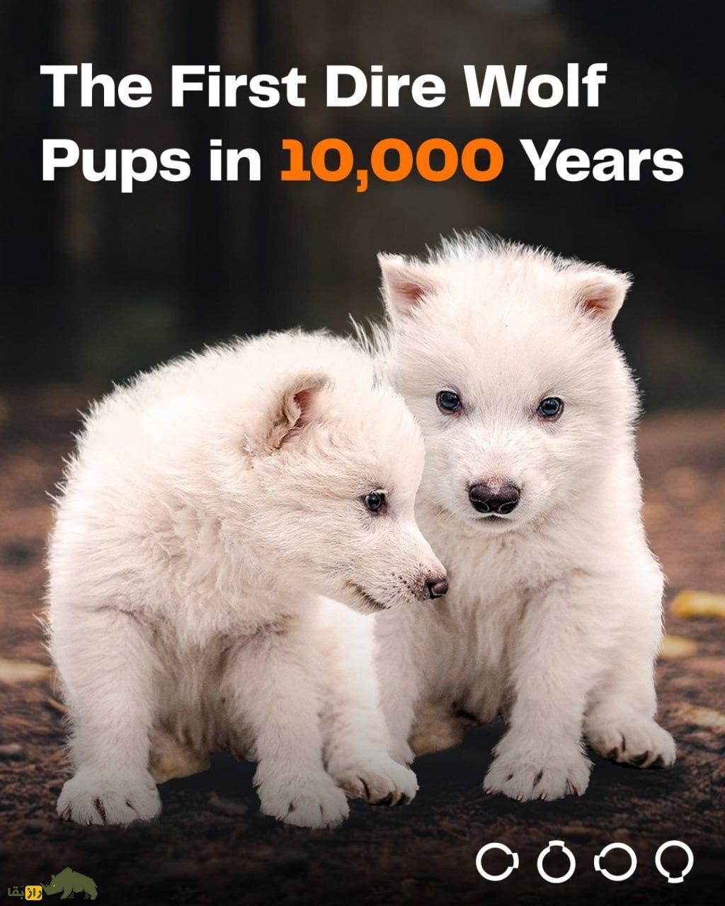 فیلمی باورنکردنی از گرگ مخوف «سریال بازی تاج و تخت» که بعد از ۱۰ هزار سال دوباره زنده شد! فیلمی باورنکردنی از گرگ مخوف «سریال بازی تاج و تخت» که بعد از ۱۰ هزار سال دوباره زنده شد!