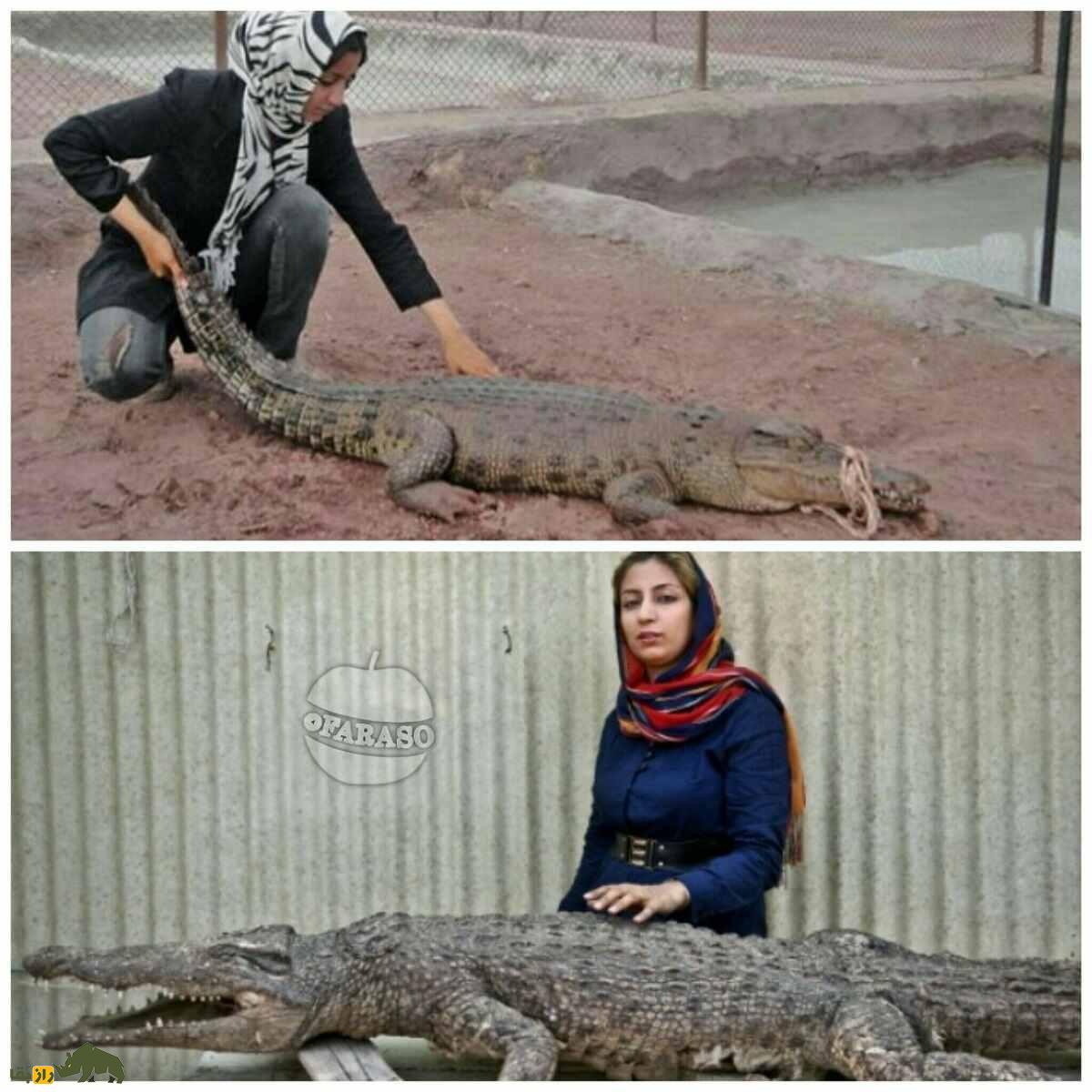مژگان روستایی معروف به ملکه کروکودیلها؛ داستان زنی که کارمندی را رها کرد و به اعماق دنیای غولهای ترسناک رفت مژگان روستایی معروف به ملکه کروکودیلها؛ داستان زنی که کارمندی را رها کرد و به اعماق دنیای غولهای ترسناک رفت