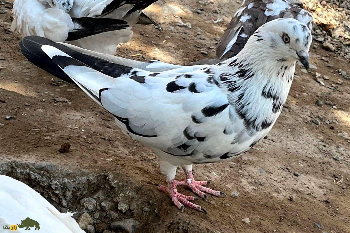 رضا عشقیار؛ اسطوره کبوتربازی ایران که جلوی سربریدن کبوترها را گرفت و کبوتربازان مدیون او هستند رضا عشقیار؛ اسطوره کبوتربازی ایران که جلوی سربریدن کبوترها را گرفت و کبوتربازان مدیون او هستند