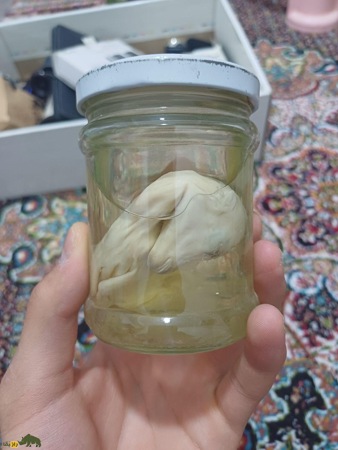 خرید و فروش جنین اسب در ایران؛ چرا جنین اسب به قیمت ۵ میلیون تومان رسید