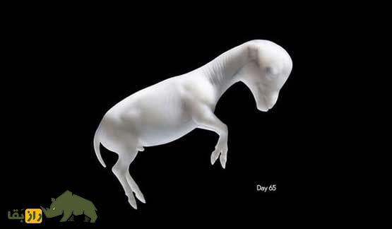 خرید و فروش جنین اسب در ایران؛ چرا جنین اسب به قیمت ۵ میلیون تومان رسید