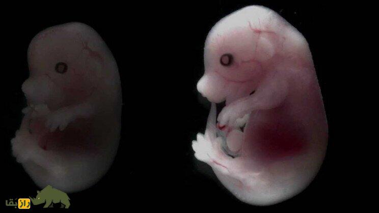 خرید و فروش جنین اسب در ایران؛ چرا جنین اسب به قیمت ۵ میلیون تومان رسید