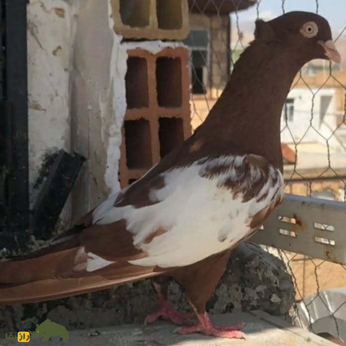 کبوتر سینهسرخ؛ کبوتر بلندپرواز ایرانی که چشمها را در آسمان به خود خیره میکند کبوتر سینهسرخ