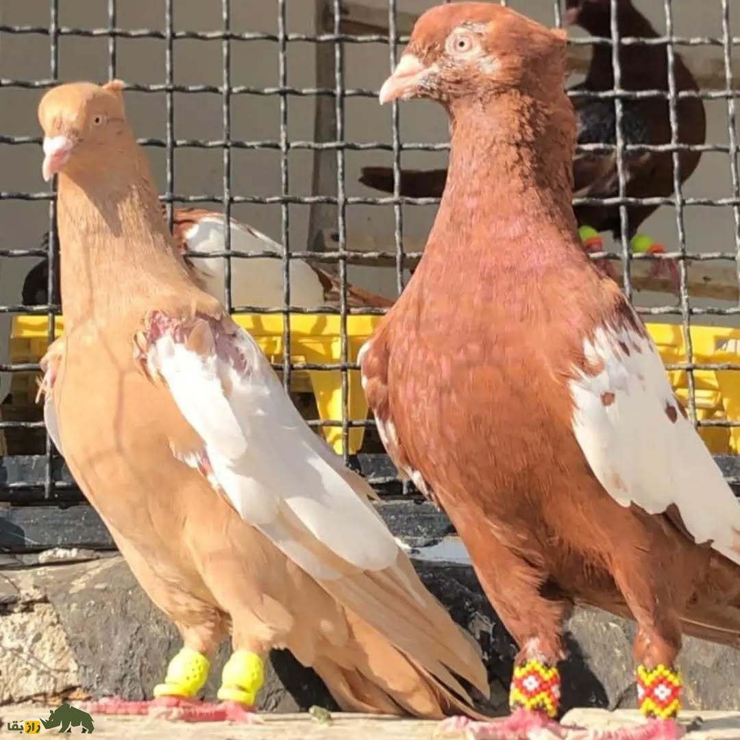 کبوتر سینهسرخ؛ کبوتر بلندپرواز ایرانی که چشمها را در آسمان به خود خیره میکند کبوتر سینهسرخ