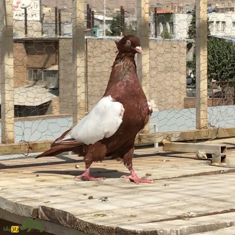 کبوتر سینهسرخ؛ کبوتر بلندپرواز ایرانی که چشمها را در آسمان به خود خیره میکند کبوتر سینهسرخ