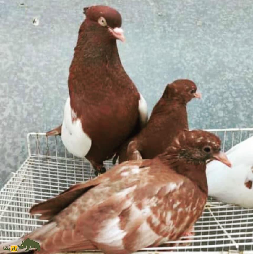 کبوتر سینهسرخ؛ کبوتر بلندپرواز ایرانی که چشمها را در آسمان به خود خیره میکند کبوتر سینهسرخ