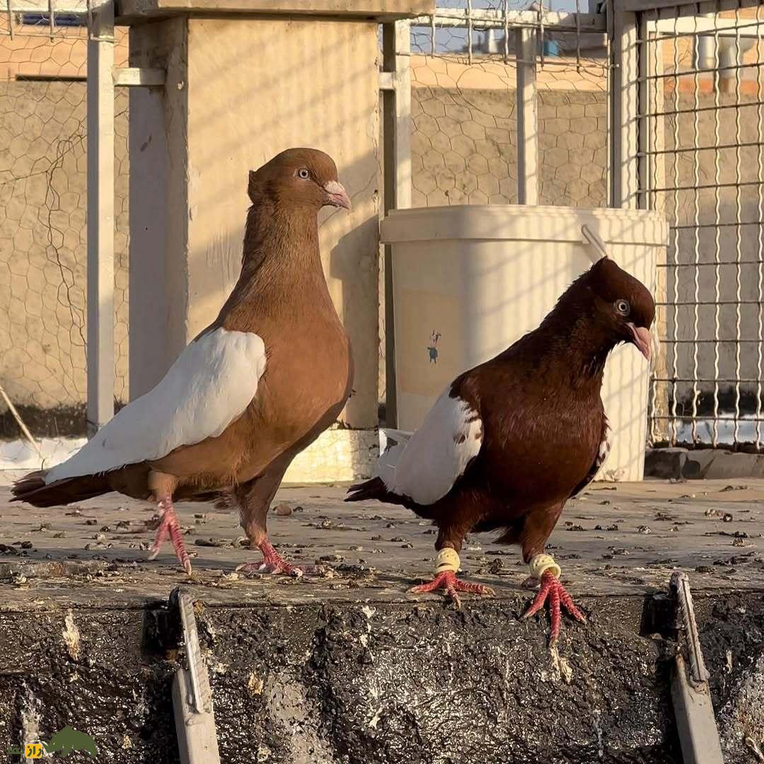 کبوتر سینهسرخ؛ کبوتر بلندپرواز ایرانی که چشمها را در آسمان به خود خیره میکند کبوتر سینهسرخ