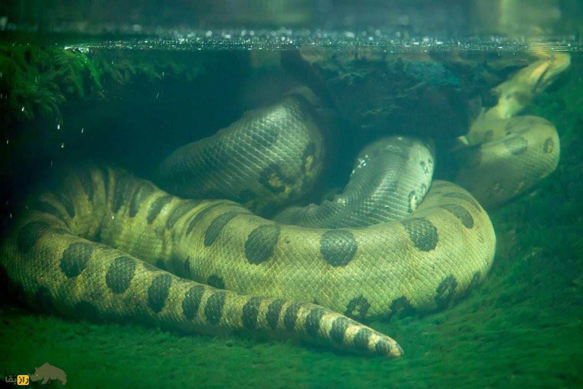 آناکوندای سبز؛ مار غول‌پیکر مرگبار با قدرت خفه‌کننده و اسرار ترسناک در دل جنگل‌ها!