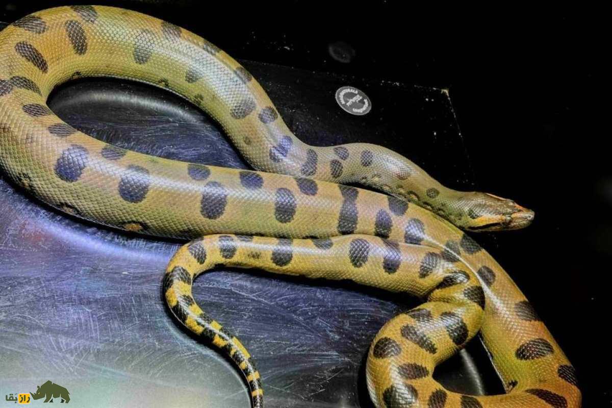 آناکوندای سبز؛ مار غول‌پیکر مرگبار با قدرت خفه‌کننده و اسرار ترسناک در دل جنگل‌ها!