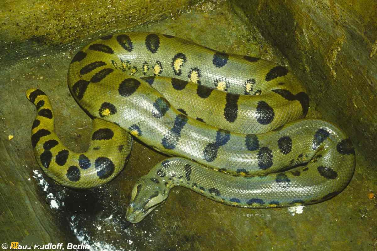 آناکوندای سبز؛ مار غول‌پیکر مرگبار با قدرت خفه‌کننده و اسرار ترسناک در دل جنگل‌ها!