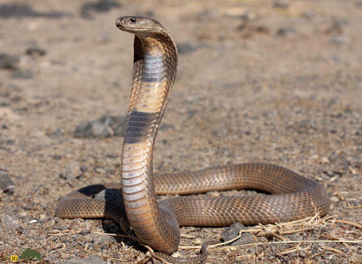 فیلمی نادر از ماری که بدن خودش را میخورد! فیلمی نادر از ماری که بدن خودش را میخورد!