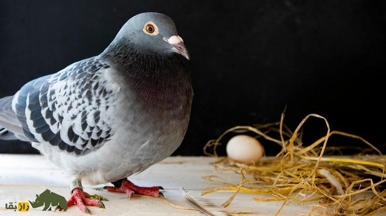 رازهای دنیای کبوترها؛ تخم کبوتر زیر پای کدام پرنده جوجه می‌شود و کبوتر از تخم چه پرنده‌ای می‌تواند نگهداری کند؟