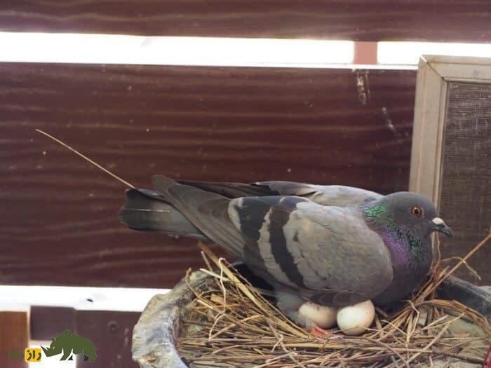 رازهای دنیای کبوترها؛ تخم کبوتر زیر پای کدام پرنده جوجه می‌شود و کبوتر از تخم چه پرنده‌ای می‌تواند نگهداری کند؟