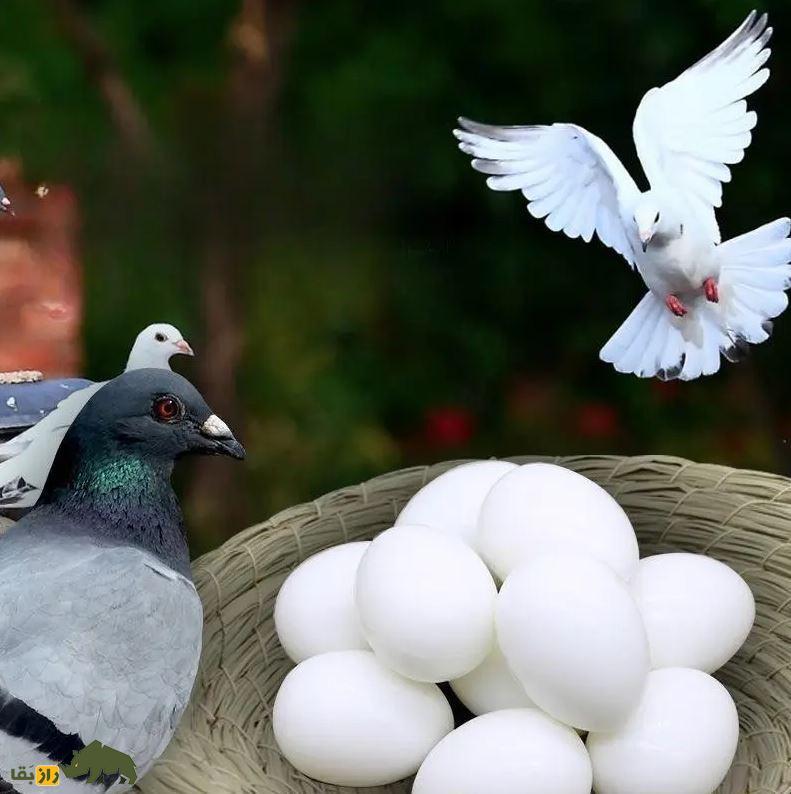 رازهای دنیای کبوترها؛ تخم کبوتر زیر پای کدام پرنده جوجه می‌شود و کبوتر از تخم چه پرنده‌ای می‌تواند نگهداری کند؟