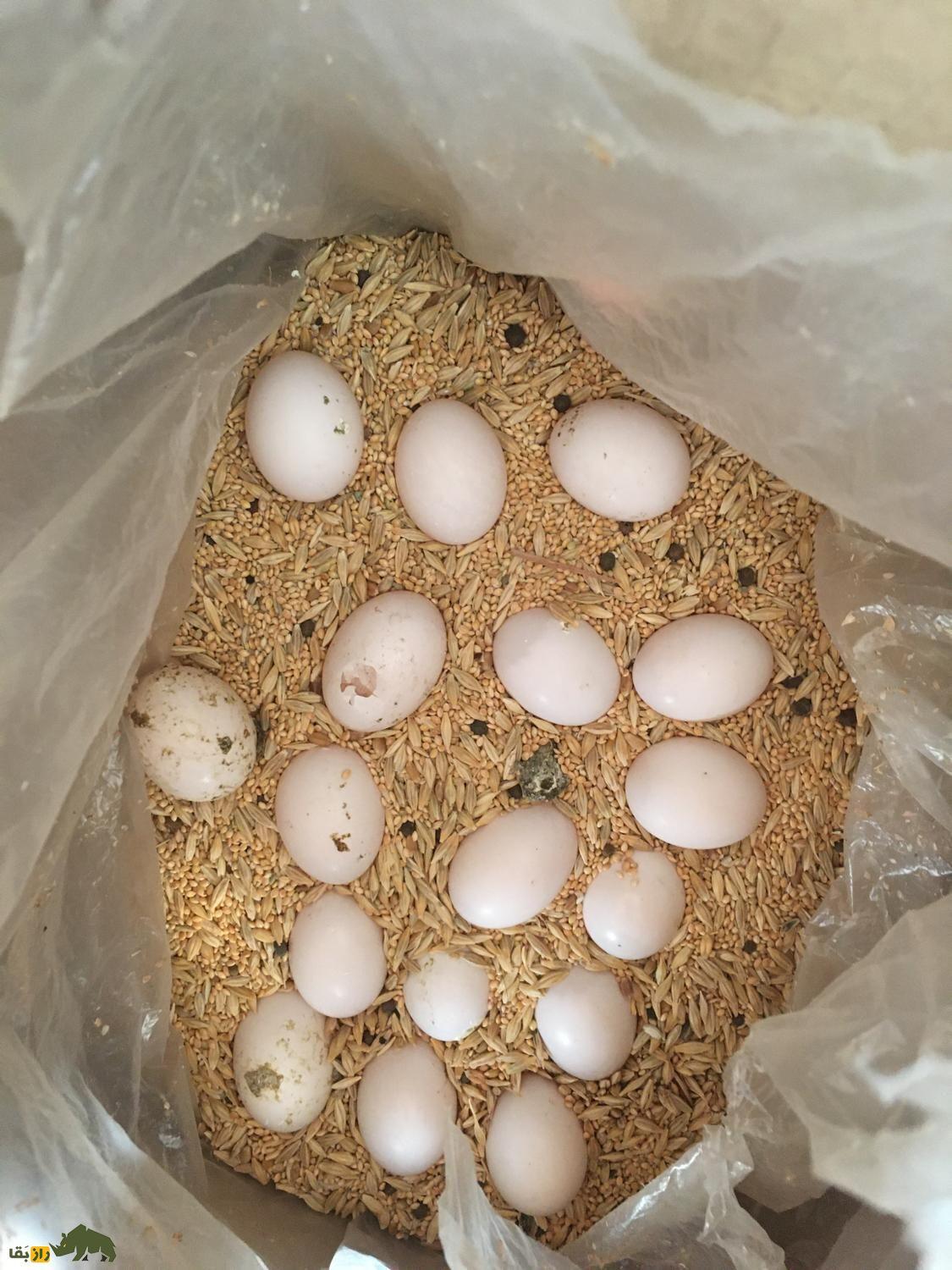 رازهای دنیای کبوترها؛ تخم کبوتر زیر پای کدام پرنده جوجه می‌شود و کبوتر از تخم چه پرنده‌ای می‌تواند نگهداری کند؟