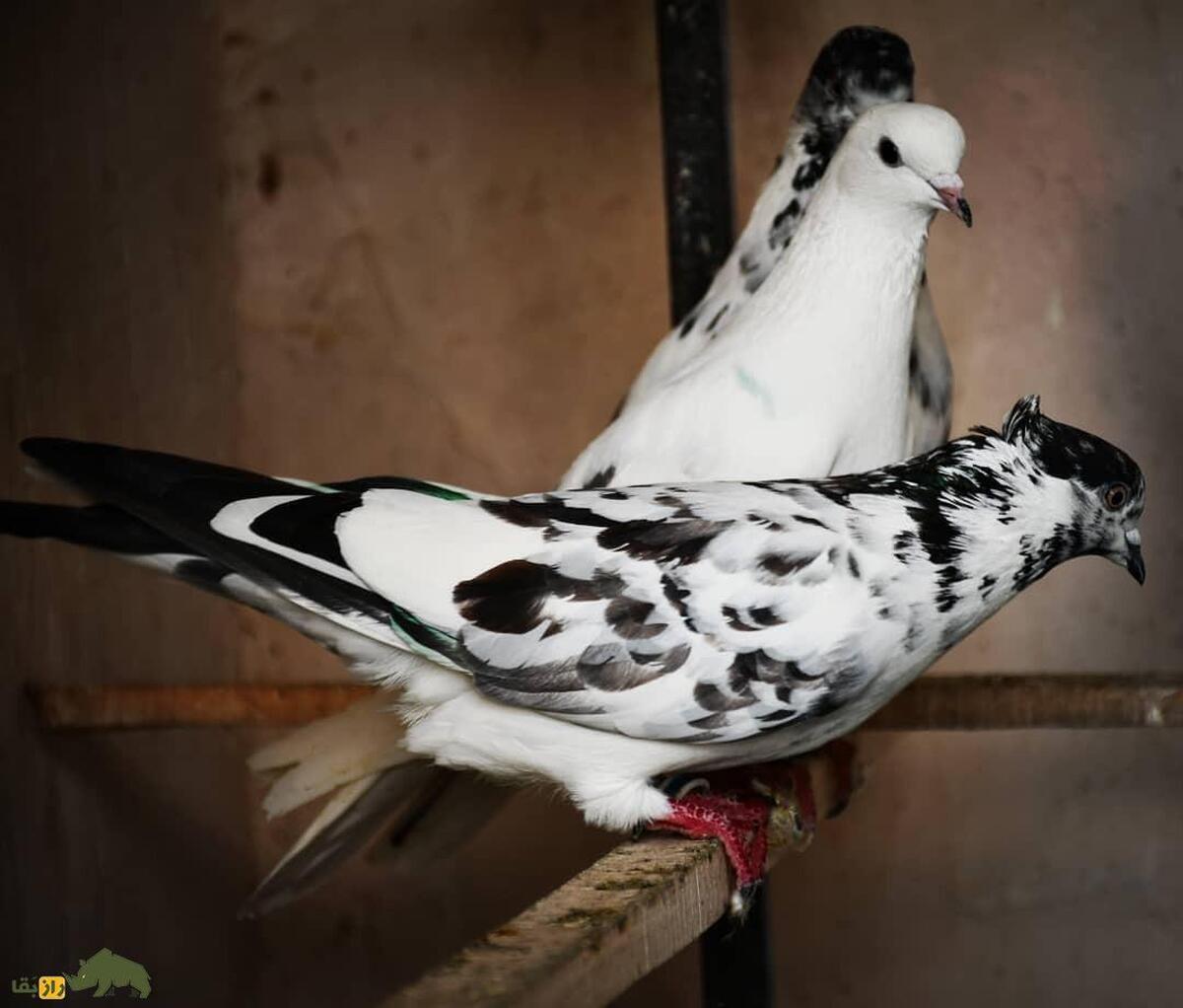 رازهای دنیای کبوترها؛ تخم کبوتر زیر پای کدام پرنده جوجه می‌شود و کبوتر از تخم چه پرنده‌ای می‌تواند نگهداری کند؟