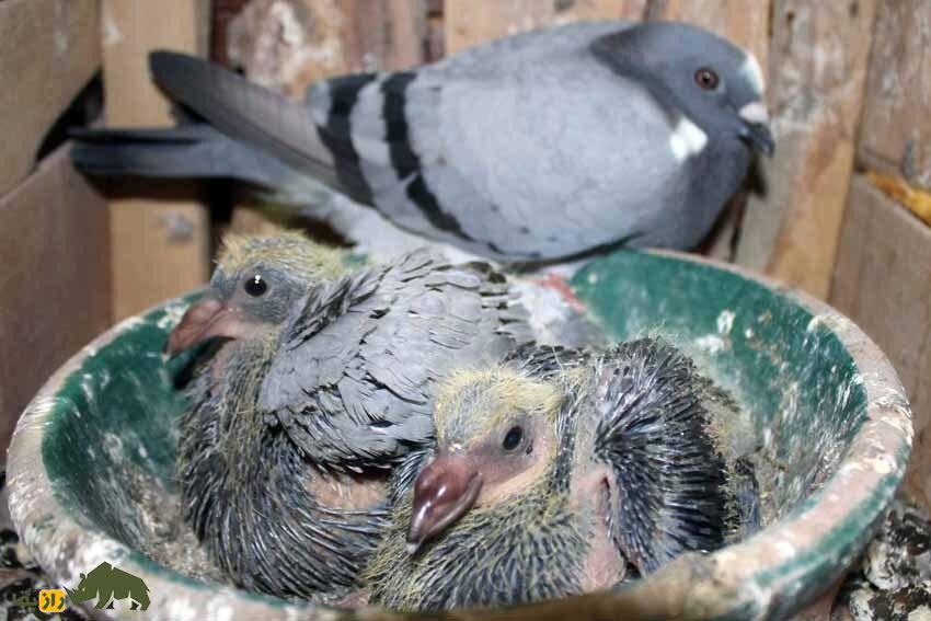 رازهای دنیای کبوترها؛ تخم کبوتر زیر پای کدام پرنده جوجه می‌شود و کبوتر از تخم چه پرنده‌ای می‌تواند نگهداری کند؟