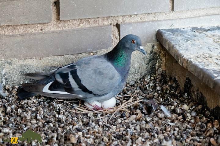 رازهای دنیای کبوترها؛ تخم کبوتر زیر پای کدام پرنده جوجه می‌شود و کبوتر از تخم چه پرنده‌ای می‌تواند نگهداری کند؟