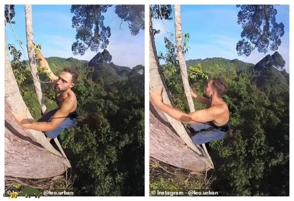 فیلمی باورنکردنی از تارزان واقعی، مردی که در  ۲۰ سال گذشته مثل میمونها در جنگل زندگی میکند! فیلمی باورنکردنی از تارزان واقعی، مردی که در  ۲۰ سال گذشته مثل میمونها در جنگل زندگی میکند!