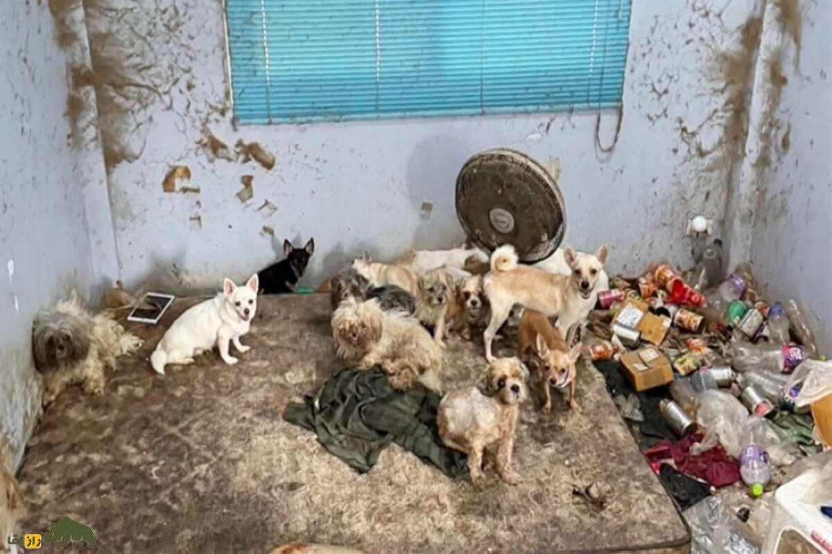 آیا حیوانات اهلی هم ممکن است به ادم خواری روی بیاورند؟ کشف رازهای وحشتناک این پدیده نادر آیا حیوانات اهلی هم ممکن است به ادم خواری روی بیاورند؟ کشف رازهای وحشتناک این پدیده نادر