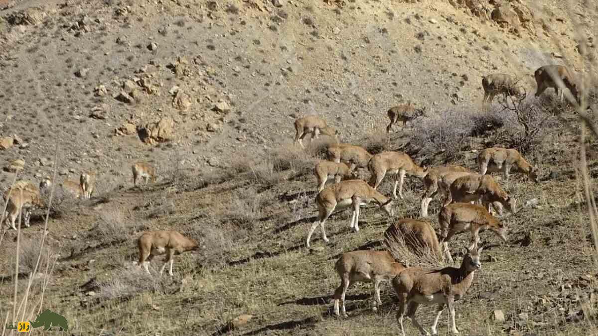 قوچ ارمنی؛ گوسفند وحشی ایرانی و مقاومترین پستاندار کوهستان که گنجینه ارزشمند کوهستانهای ایران است قوچ ارمنی