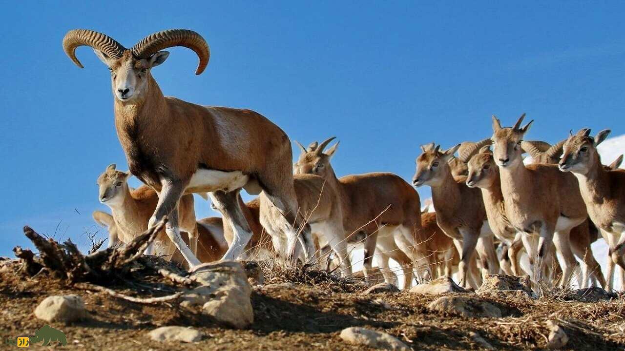 قوچ ارمنی؛ گوسفند وحشی ایرانی و مقاومترین پستاندار کوهستان که گنجینه ارزشمند کوهستانهای ایران است قوچ ارمنی