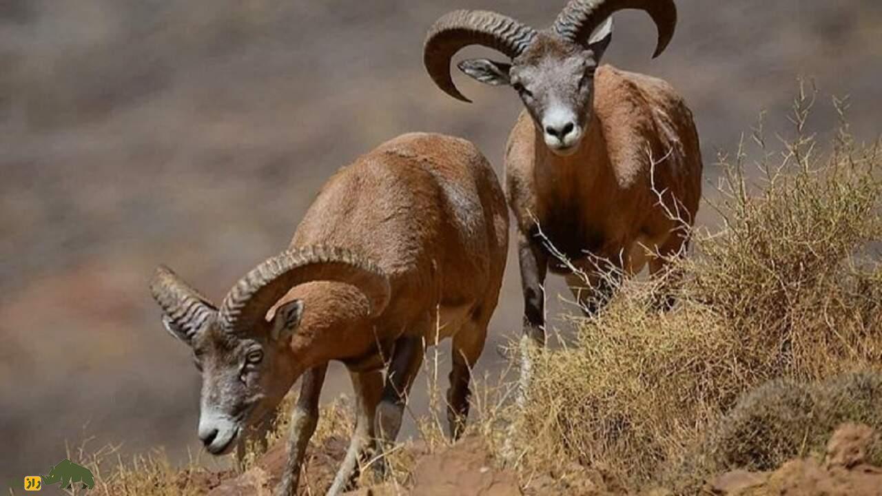 قوچ ارمنی؛ گوسفند وحشی ایرانی و مقاومترین پستاندار کوهستان که گنجینه ارزشمند کوهستانهای ایران است قوچ ارمنی
