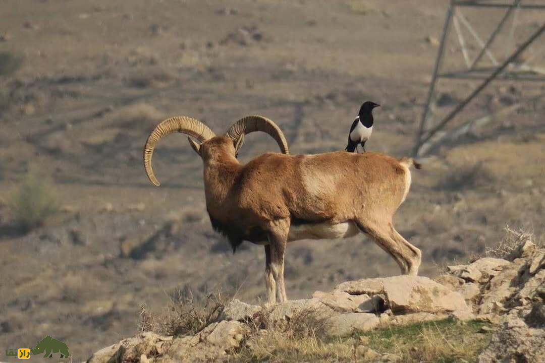 قوچ ارمنی؛ گوسفند وحشی ایرانی و مقاومترین پستاندار کوهستان که گنجینه ارزشمند کوهستانهای ایران است قوچ ارمنی