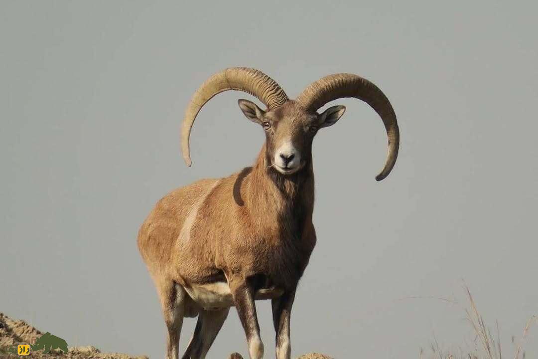 قوچ ارمنی؛ گوسفند وحشی ایرانی و مقاومترین پستاندار کوهستان که گنجینه ارزشمند کوهستانهای ایران است قوچ ارمنی