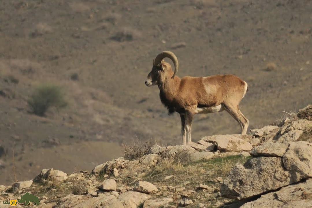 قوچ ارمنی؛ گوسفند وحشی ایرانی و مقاومترین پستاندار کوهستان که گنجینه ارزشمند کوهستانهای ایران است قوچ ارمنی