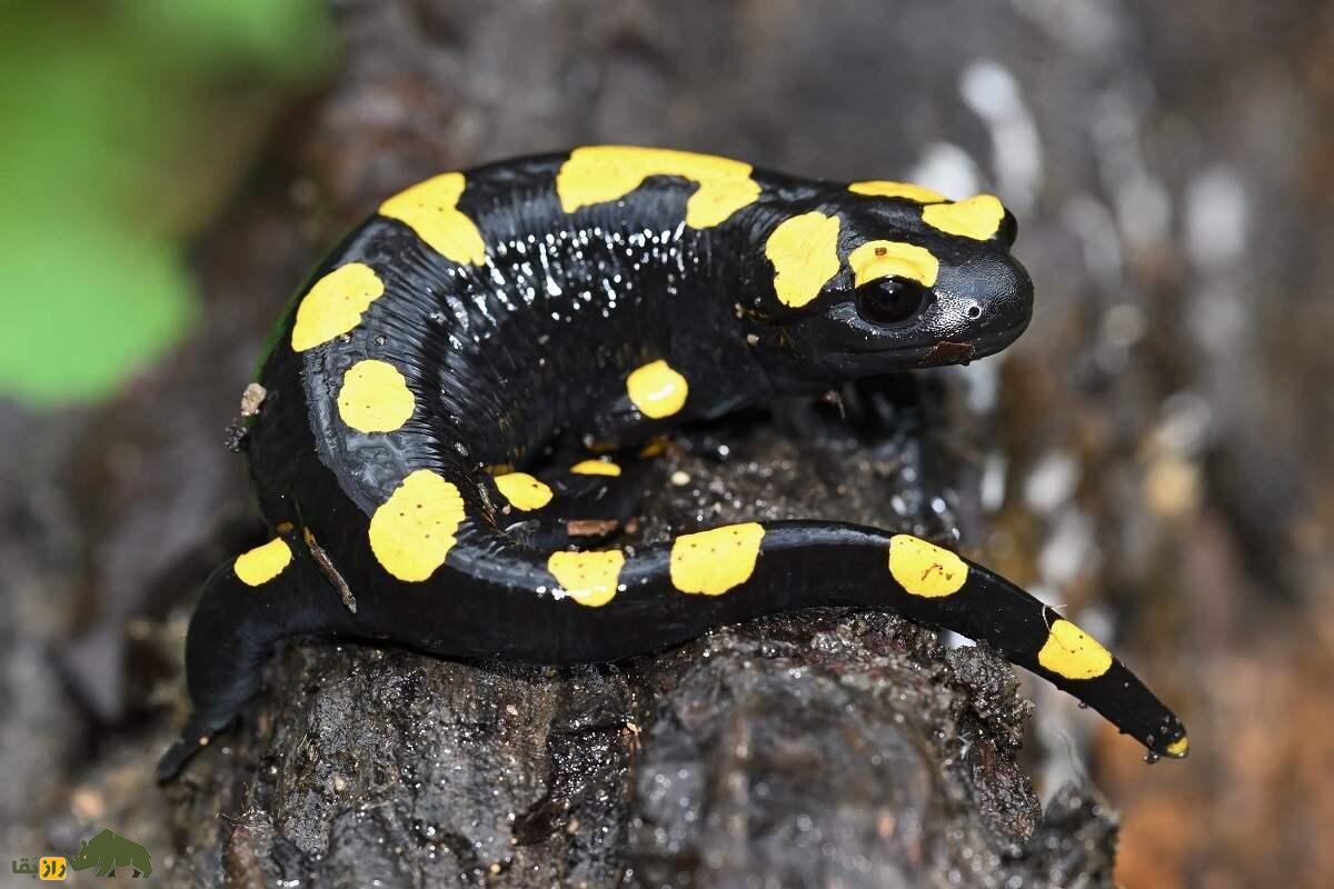 سمندر آتشین کردستان: رقاصی با لباس زرد و سیاه که فقط در کردستان ایران زندگی میکند سمندر آتشین کردستان