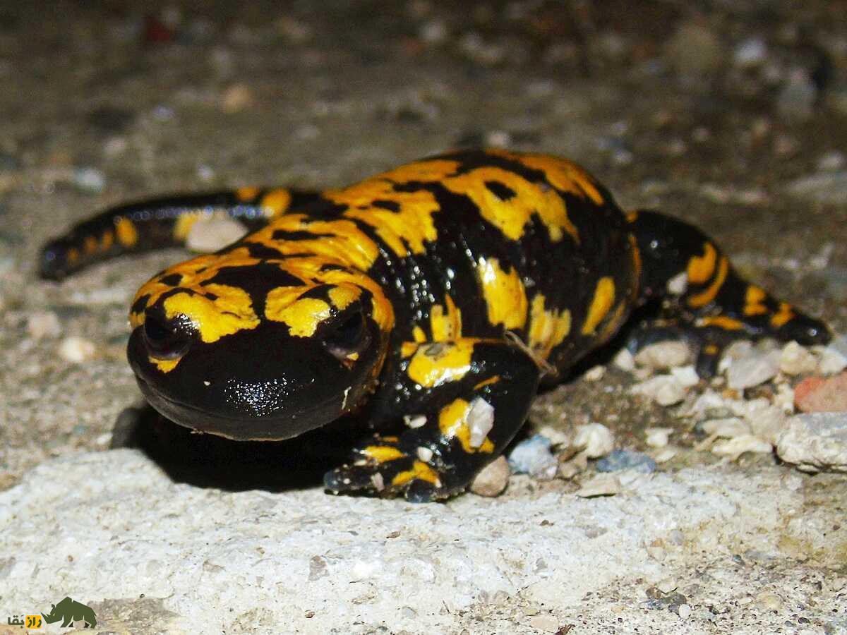 سمندر آتشین کردستان: رقاصی با لباس زرد و سیاه که فقط در کردستان ایران زندگی میکند سمندر آتشین کردستان