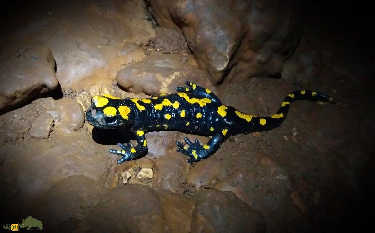 سمندر آتشین کردستان: رقاصی با لباس زرد و سیاه که فقط در کردستان ایران زندگی میکند سمندر آتشین کردستان