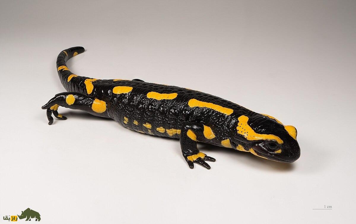 سمندر آتشین کردستان: رقاصی با لباس زرد و سیاه که فقط در کردستان ایران زندگی میکند سمندر آتشین کردستان