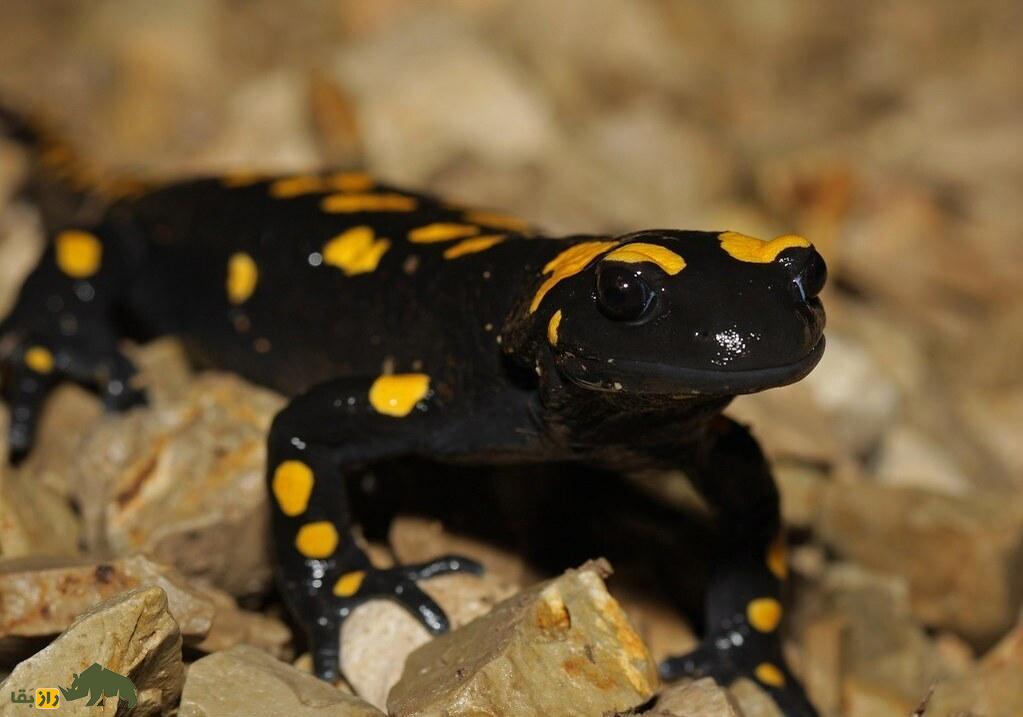 سمندر آتشین کردستان: رقاصی با لباس زرد و سیاه که فقط در کردستان ایران زندگی میکند سمندر آتشین کردستان