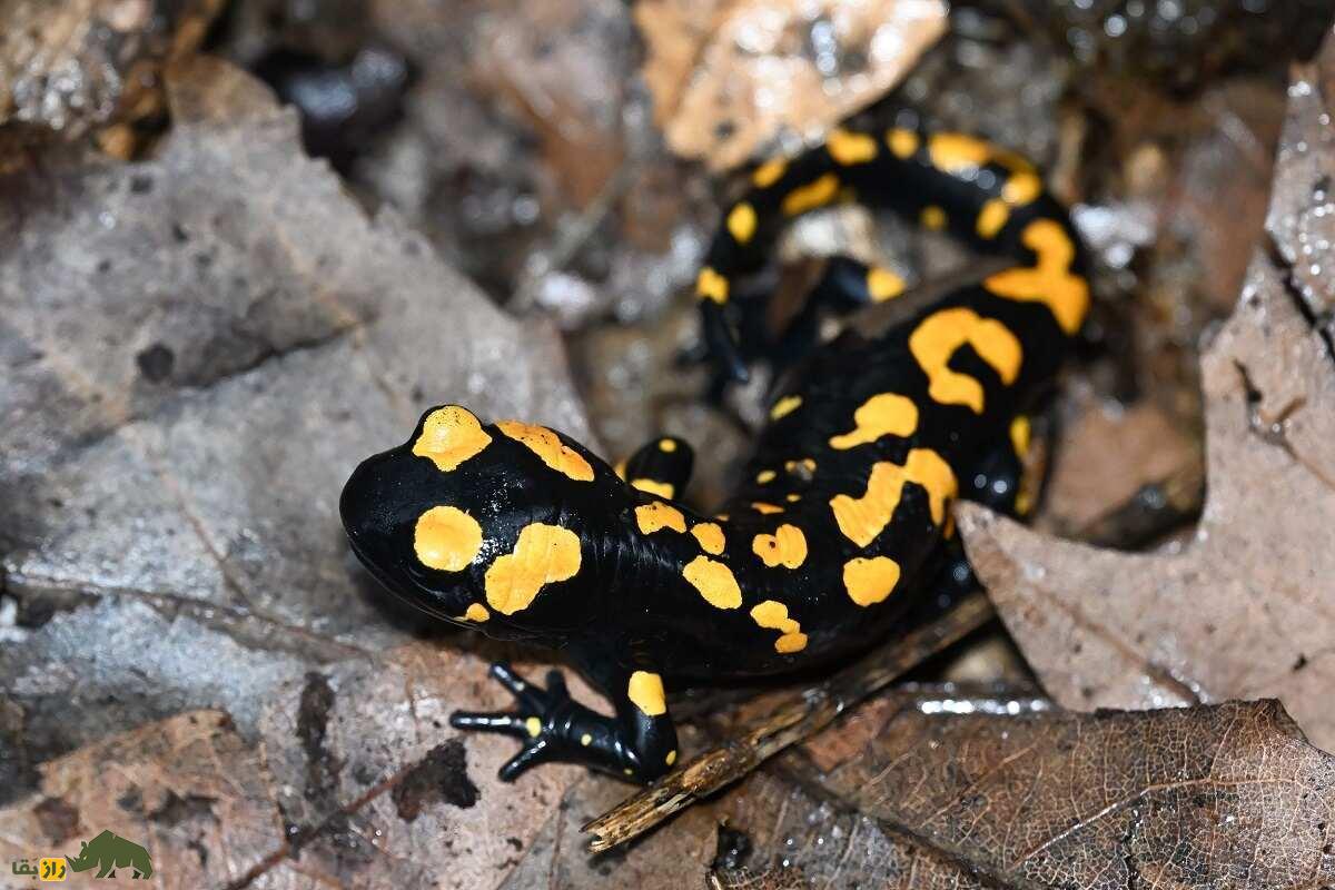 سمندر آتشین کردستان: رقاصی با لباس زرد و سیاه که فقط در کردستان ایران زندگی میکند سمندر آتشین کردستان