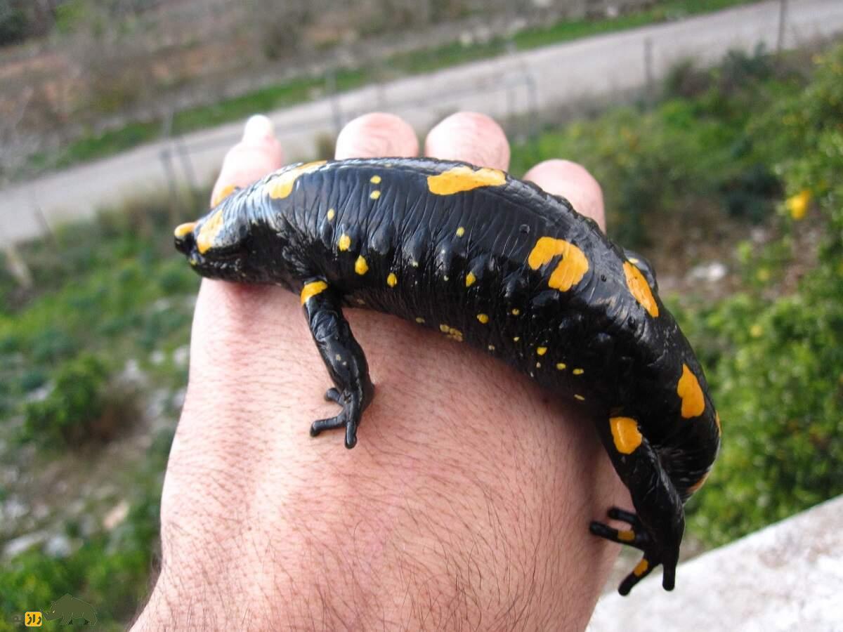 سمندر آتشین کردستان: رقاصی با لباس زرد و سیاه که فقط در کردستان ایران زندگی میکند سمندر آتشین کردستان