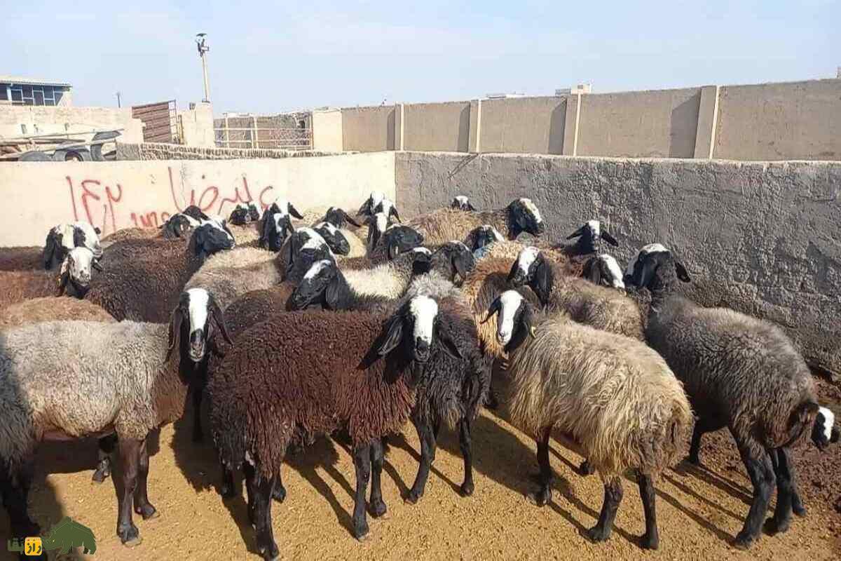 گوسفند کرمانی؛ نژادی با گوشت لذیذ، پشم مرغوب و شیر غنی برای پرورش در ایران و مناطق جنوبی گوسفند کرمانی؛ نژادی با گوشت لذیذ، پشم مرغوب و شیر غنی برای پرورش در ایران و مناطق جنوبی